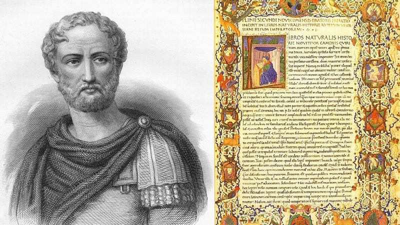 Bildet er hentet fra nettsiden til; glossary.wein.plus/naturalis-historia